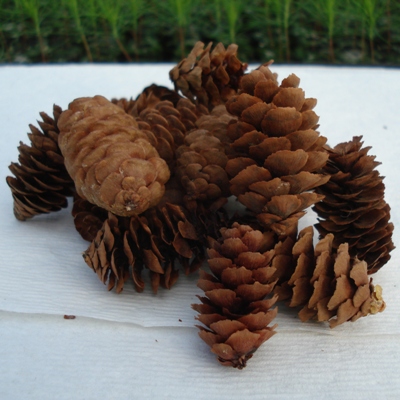 250 White Spruce cones 250 White Spruce cones