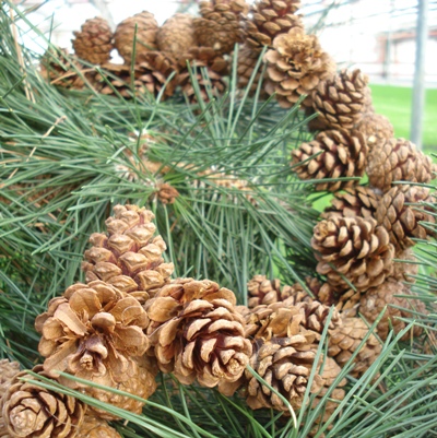 Cones on a string