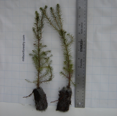 10 Black Spruce 10 Black Spruce