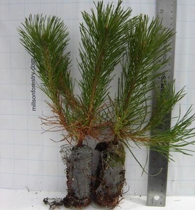 10 Mugo Pine 10 Mugo Pine