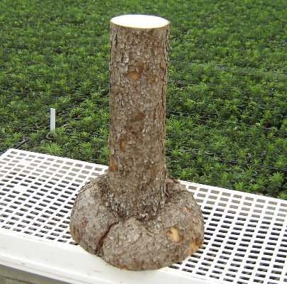 Wooden Half Burl Pedestal