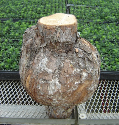 Spruce Burl