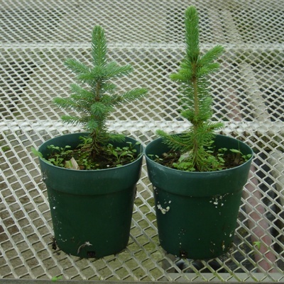 Potted Blue Spruce
