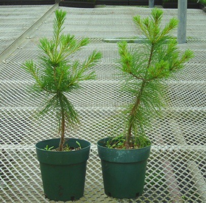 Potted White Pine