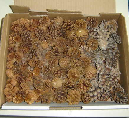 Mixed Box of Cones