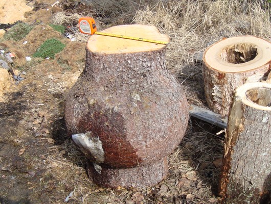 Big Spruce Burl