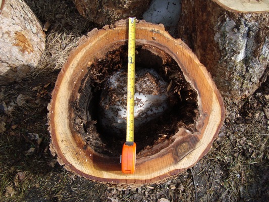 Hollow Tree Birch and Poplar