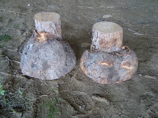 Spruce Burl