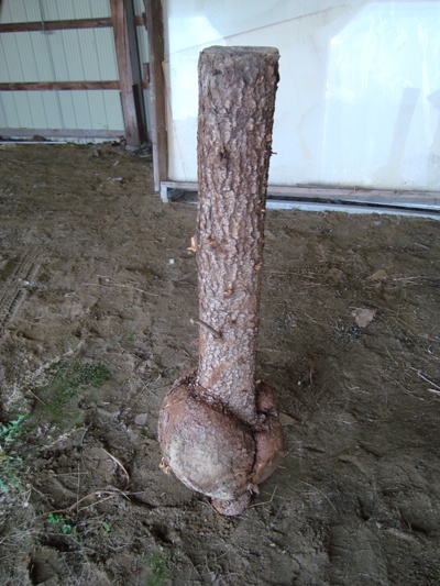 Burl with a Neck