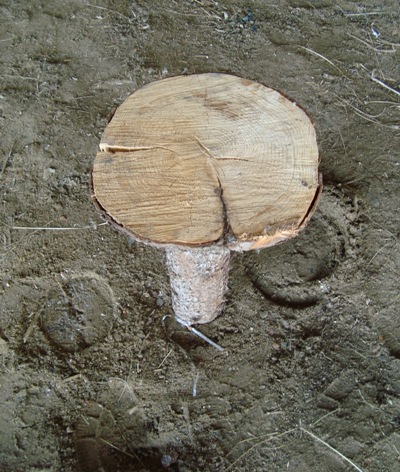 Table top Burl Table top Burl