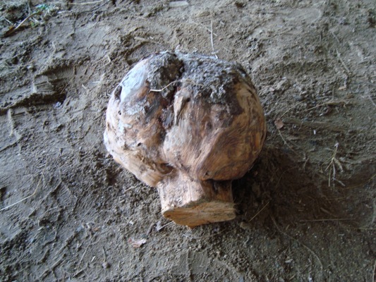 This Burl is Gnarly Man This Burl is Gnarly Man
