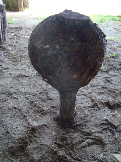 Gorgeous Globe Burl Gorgeous Globe Burl
