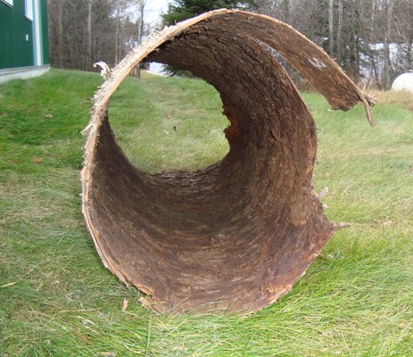 Big Hollow White Birch Bark - Map - Pictures