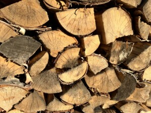 Stacked birch firewood
